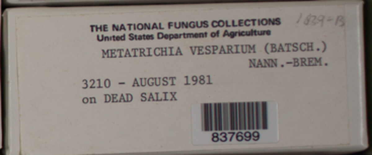 Metatrichia vesparium image